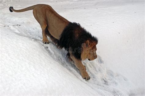 狮子雪走 库存照片. 图片 包括有 本质, 户外, 食肉动物, 危险, 重婚, browne, 鬃毛, 步幅 - 19089332