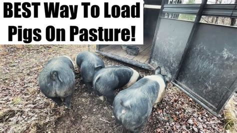 Image result for Loading Pigs for Processing
