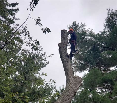 Image result for Pruning a Laburnum Tree