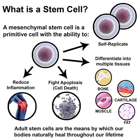 Stem Cells In Spanish