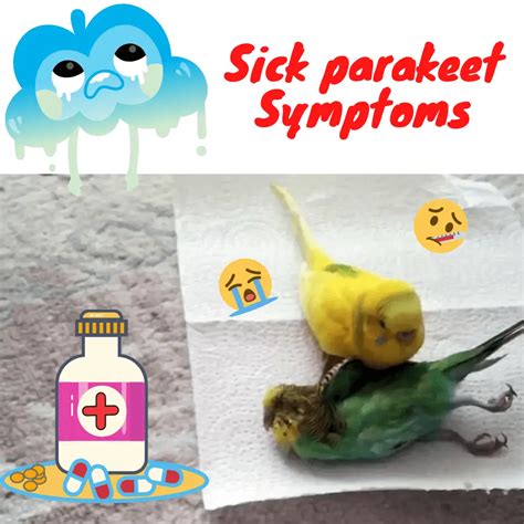 Sick Parakeet 的图像结果