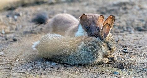 Image result for Stoat Predators