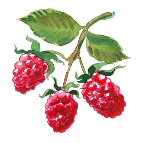 Image result for Raspberry Color Artwork