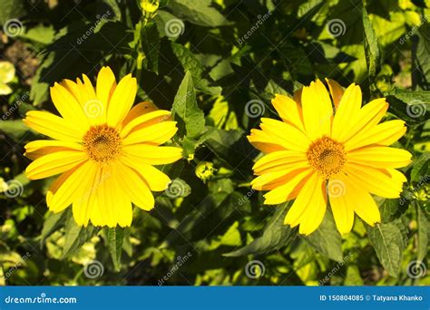 ..Beautiful Yellow Flower Bloomed in Spring. Nature. Garden. Spring ...