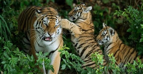 Madhya Pradesh, The Tiger State Of India, Lost 26 Tigers In 2020 To ...