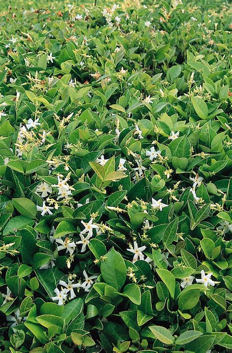 Asian Star Jasmine | Ground cover plants, Habitat garden, Ground cover