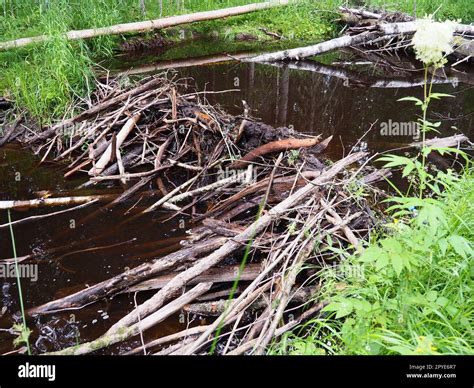 Predators hi-res stock photography and images - Alamy