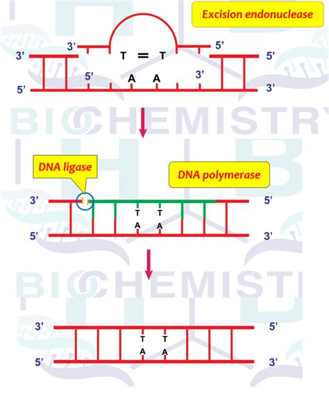 Steps to DNA Repair 的图像结果