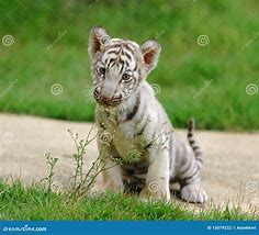 Image result for Cute White Baby Animals