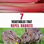 Image result for Plants Rabbits Won't Eat