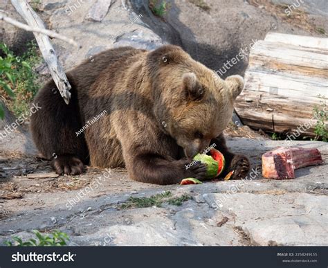 Grizzly Bears Eating Berries
