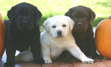 Image result for Labrador Retriever All Colors