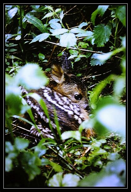 Srnec obecný (Capreolus Capreolus)- mládě - Bobův fotoblog