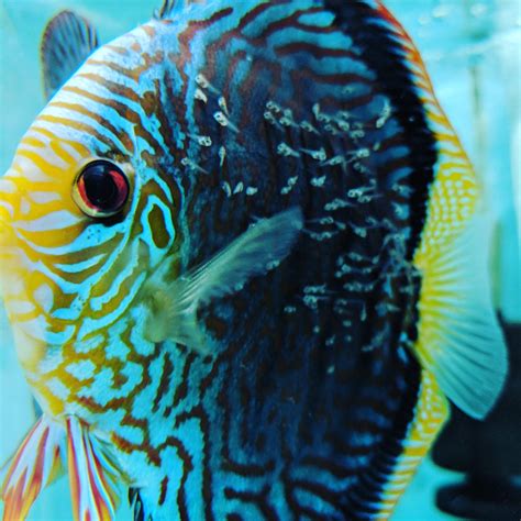Image result for Turquoise Discus Fish