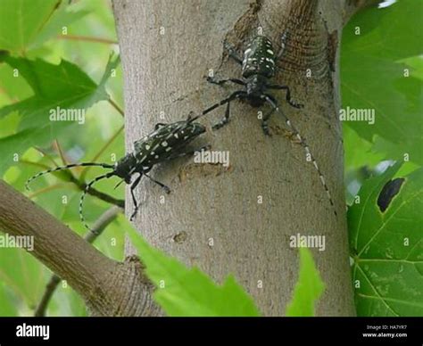 Two adult Asian longhorned beetles are pictured on a tree. These ...