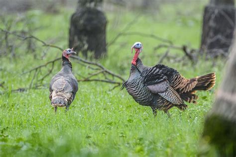 Image result for Spring Turkey Calling Tips