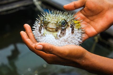 Image result for Puffer Fish Fun Facts
