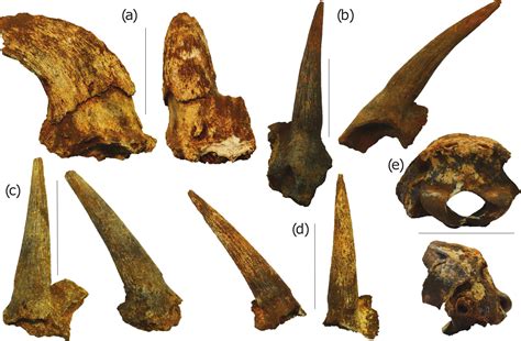 Ancient Fossil Discovery in South Africa’s Cradle of Humankind Offers New Insights Into Human ...
