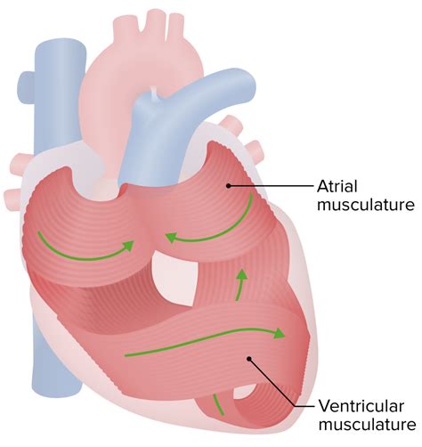 Anatomia do Coração | Concise Medical Knowledge