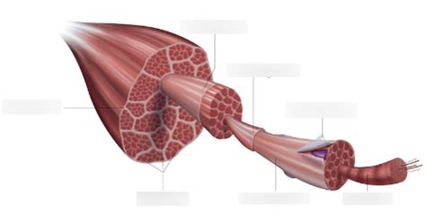 Muscle Cell Structure Diagram | Quizlet
