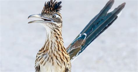 Road Runner Flying 的图像结果