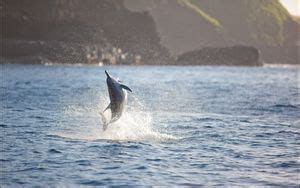 Wallpaper dolphin, wave, sea, jump, sky hd, picture, image