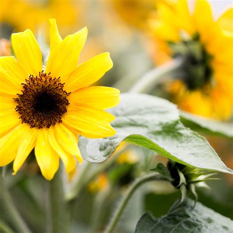 How To Grow Dwarf Sunflowers (Mini Sunflowers) - Green Garden Cottage