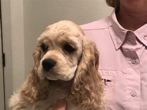 American Cocker Spaniel Puppies For Sale | Lakeland, FL #291023
