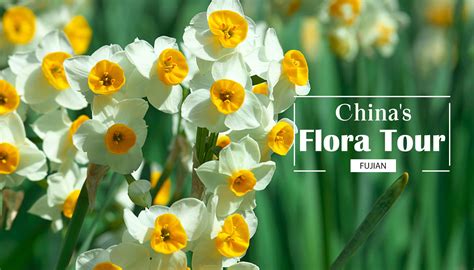 Narcissus Flower Meaning Chinese | Best Flower Site