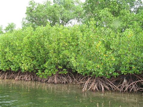 Bombay HC Allows Cutting Of Over 21,000 Mangroves In Mumbai, Thane And ...