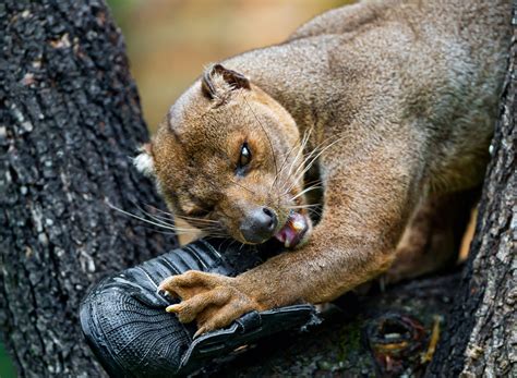 Download wallpaper animals, face, nature, tree, shoes, teeth, paws ...