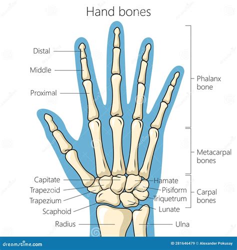Bones of the Hand Schematic Diagram Stock Vector - Illustration of head, body: 281646479