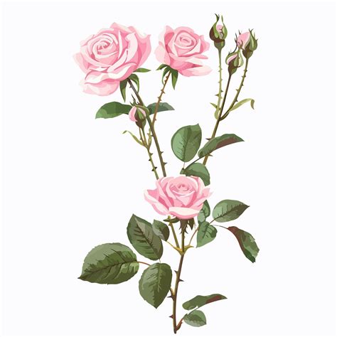 Elegant Pink Roses with Long Stems Clipart on White Background ...