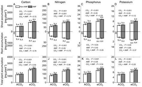 Arbuscular Mycorrhization Enhances Nitrogen, Phosphorus and Potassium ...