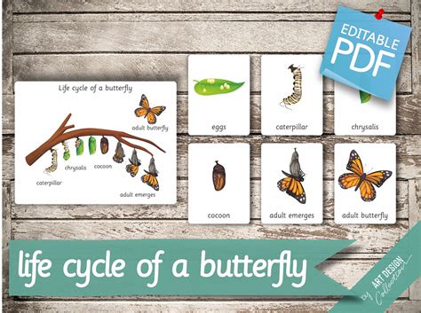 Buy LIFE CYCLE of a BUTTERFLY • 7 Montessori Cards • Flash Cards ...