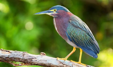20 Green Birds in Florida to Enchant Birdwatchers - Sonoma Birding