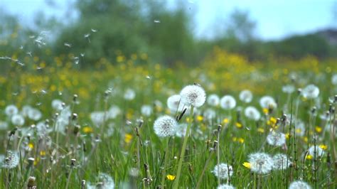 Field of dandelions in a meadow 1623606 Stock Video at Vecteezy