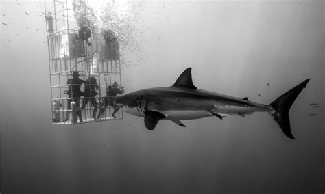 Great White Shark Black And White