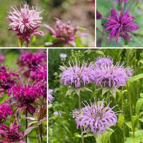 Bee Balm Panorama Mix | The Flower Cartel