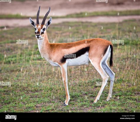 Gazelle Vs Deer at Lori Sullivan blog