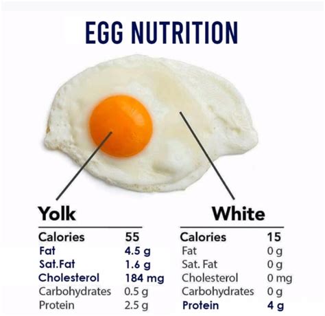 Egg protein chart how many proteins does egg contain – Artofit
