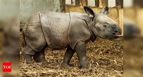 Endangered Indian rhinoceros baby is born in zoo in Poland - Times of India