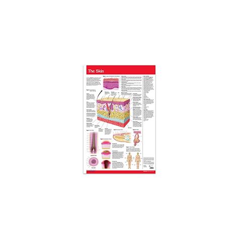 Buy Skin Chart - Human Skin Guide - 24 x 36 Laminated Poster Online at ...