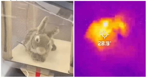 Image result for Terminator Bunnies Python