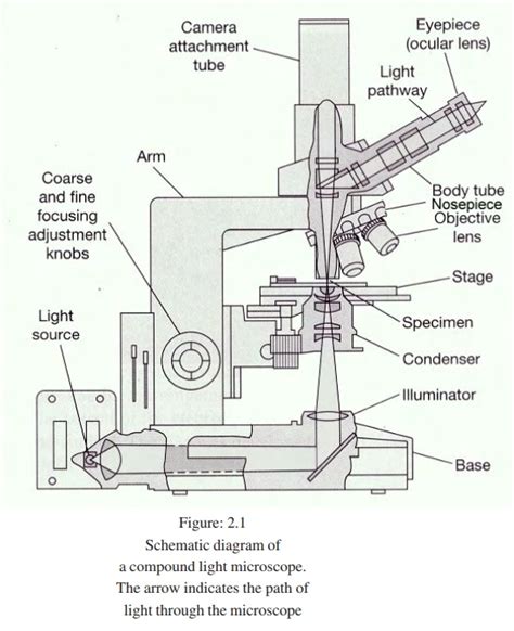 Image result for Compound Microscope Light Source