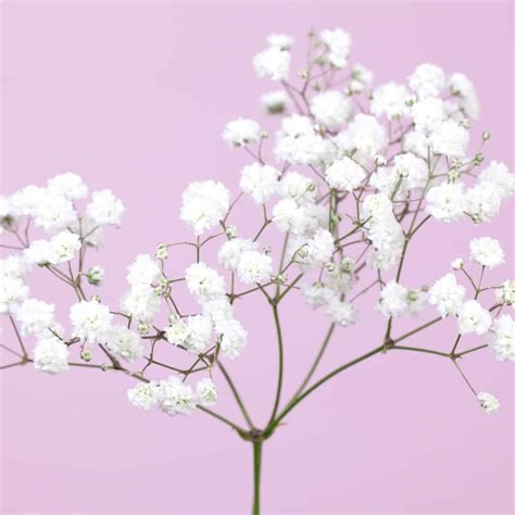 Baby's Breath - Wholesale Bulk Flowers