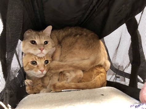 Real Two Headed Cat