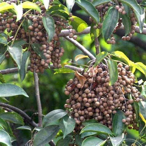 Buy Bischofia Javanica, Bishop wood - 0.5 kg Seeds online from ...