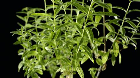 Lemon verbena | plant | Britannica.com