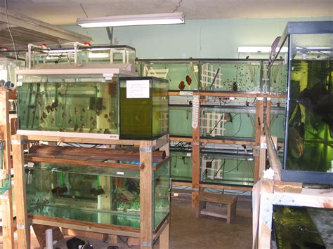 Image result for Discus Fish Water Conditions